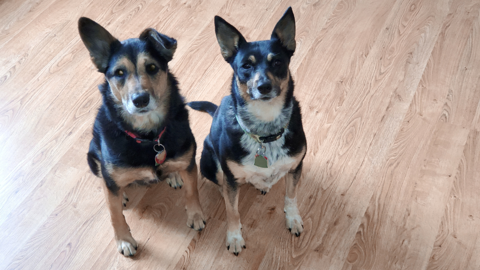 Lizzie_and_Molly_at_Homee Our rescue dogs, Lizzie (L) and Molly (R)