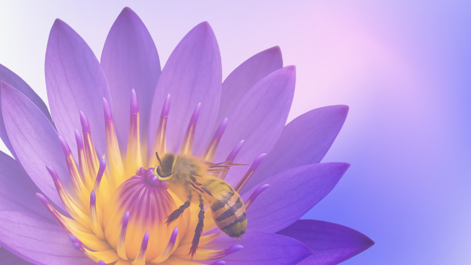 Purple lotus bee